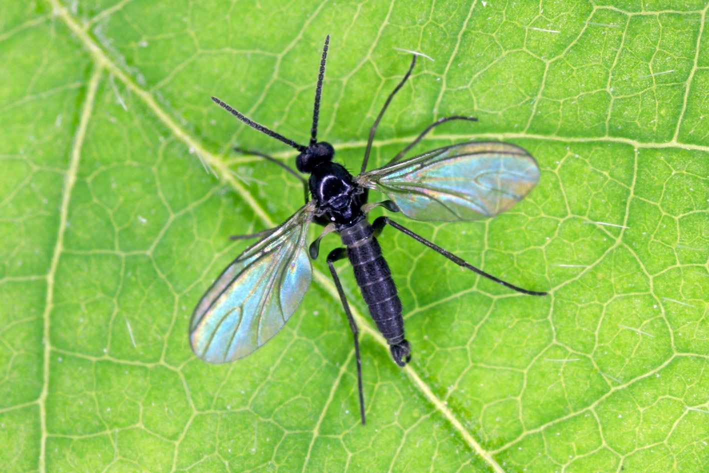 Gnat — Alexander City, AL — J & J Pest Away, LLC