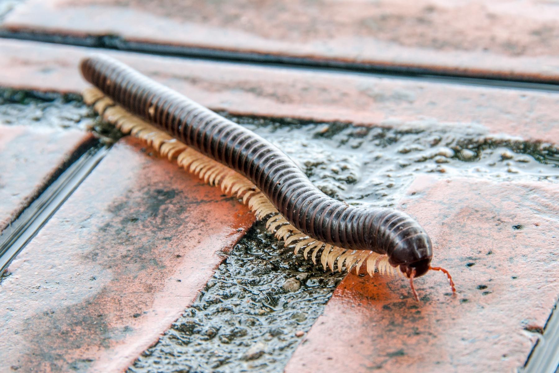 Millipede — Alexander City, AL — J & J Pest Away, LLC