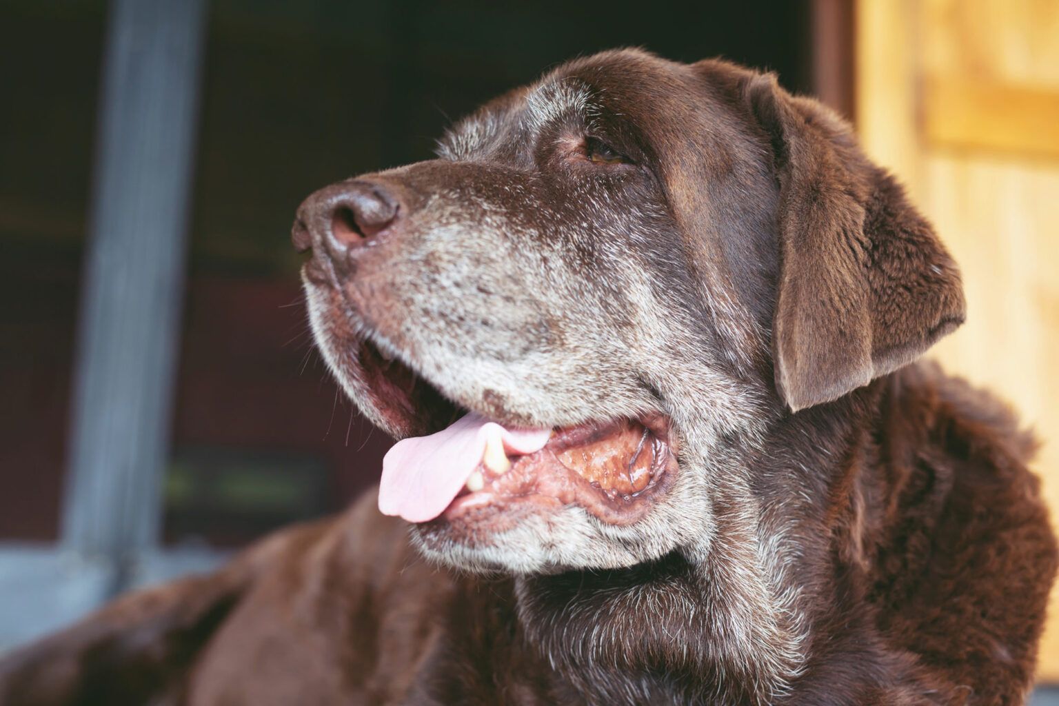 Why Can’t Dogs and Cats Live as Long as Humans?