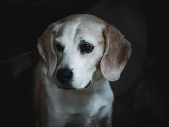 Beagle dog looking down calmly in a quiet setting, reflecting a peaceful moment in Bernalillo, NM.