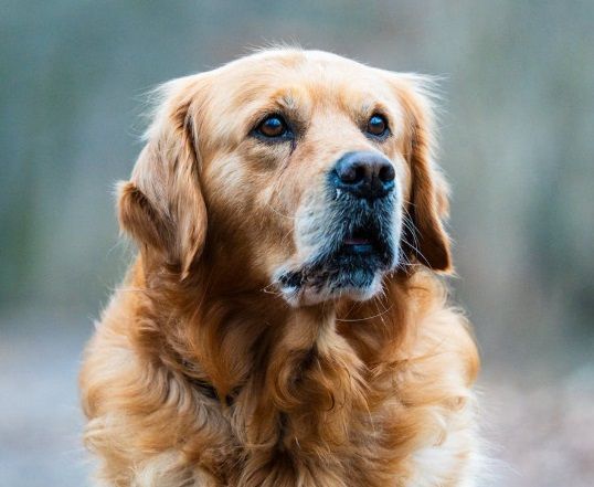 Golden retriever looking ahead representing loving pet remembrance for pet cremation Albuquerque, NM