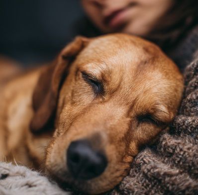 pet cremation Albuquerque, NM
