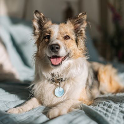 pet cremation Albuquerque NM