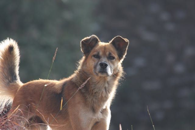 pet cremation Albuquerque NM