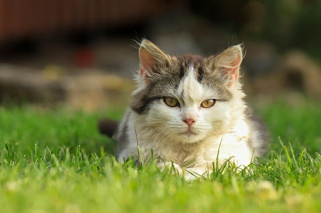 Gray and white cat resting peacefully on green grass, symbolizing loving remembrance after pet crema