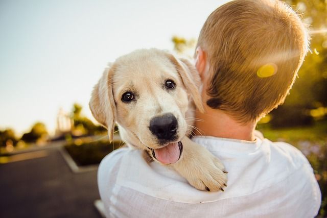 pet cremation Bernalillo, NM