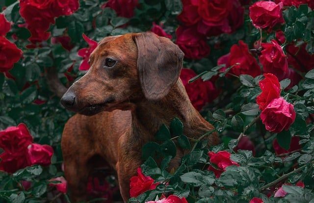 pet cremation Rio Rancho, NM