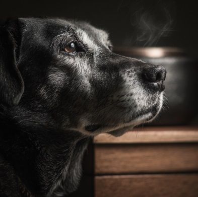 pet cremation Rio Rancho, NM