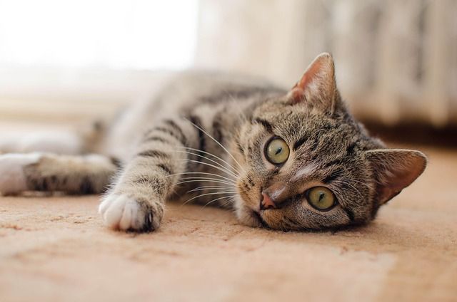 Tabby cat resting on carpet, symbolizing remembrance after pet cremation in Rio Rancho, NM.