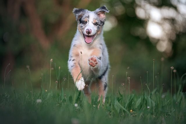 pet cremation Rio Rancho, NM