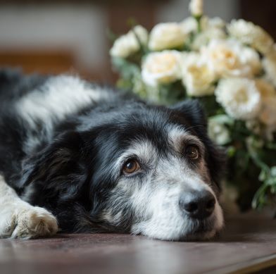pet cremation Rio Rancho, NM