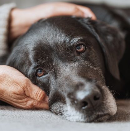 Black dog being gently held representing pet cremation in Albuquerque, NM.