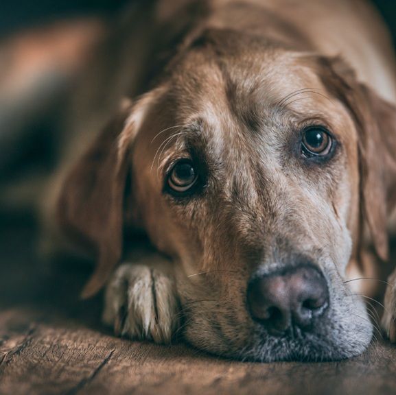 Senior dog resting peacefully for pet cremation in Albuquerque, NM.