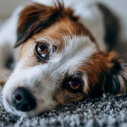 Beloved dog resting peacefully, representing pet cremation in Bernalillo, NM.