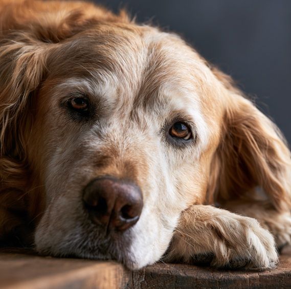 Golden dog resting peacefully symbolizes pet cremation remembrance in Bernalillo, NM.