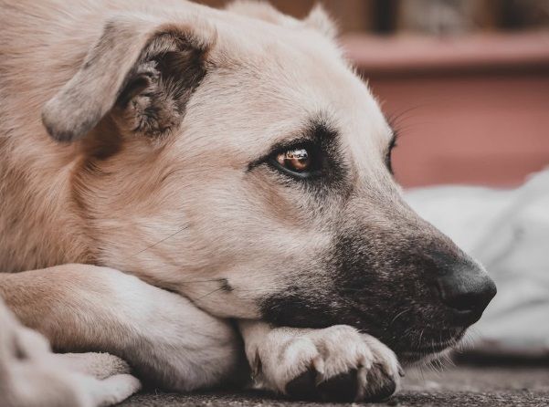 Light-colored dog resting peacefully representing pet cremation in Rio Rancho, NM.