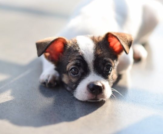 Small puppy resting peacefully represents cherished pet memories in Bernalillo, NM.