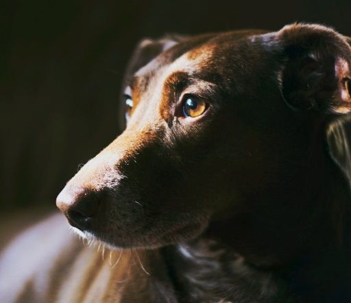 Thoughtful dog portrait reflects peaceful remembrance for beloved companion in Rio Rancho, NM.