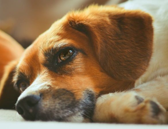 Close-up of a resting dog symbolizing peaceful pet remembrance for pet cremation Rio Rancho, NM.