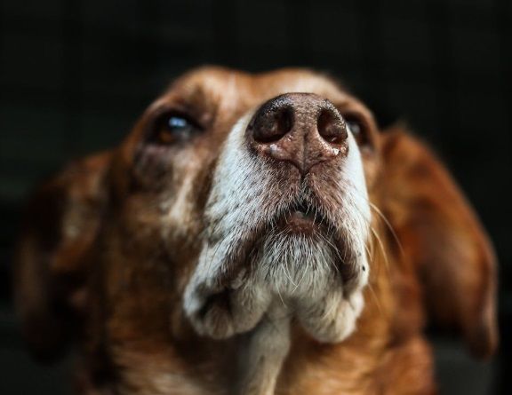Close-up of a senior dog reflecting a loving bond honored through pet cremation Rio Rancho, NM.