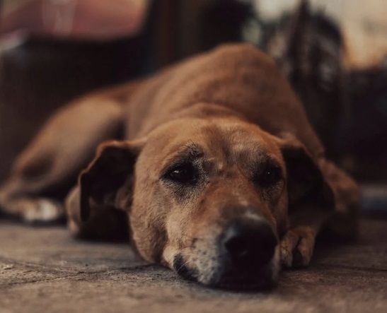 Senior dog resting peacefully reflecting a loving farewell through pet cremation Bernalillo, NM.