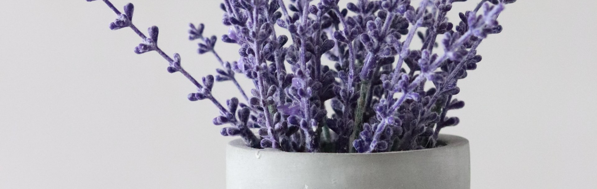 Lavender Plant