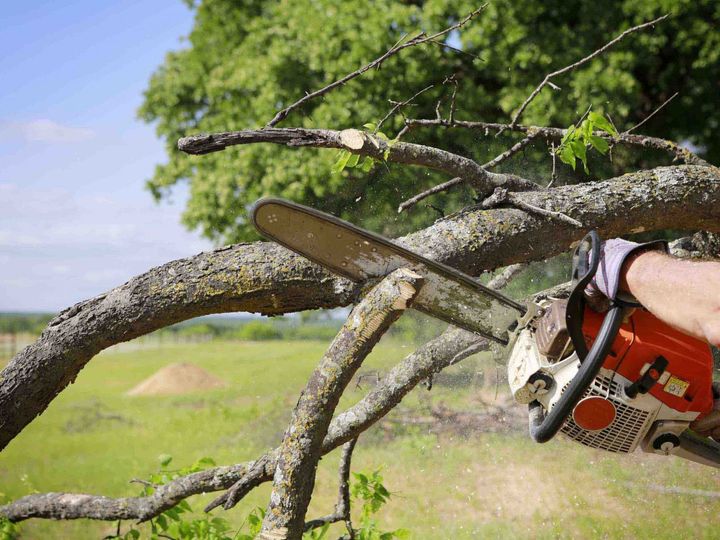 A person is cutting a tree branch with a chainsaw.