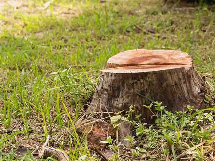 A tree stump is sitting on top of a lush green field.