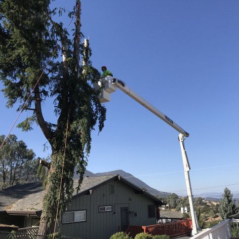 A man is cutting a tree with a crane in front of a house.