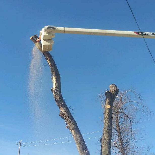A tree being cut down by a crane with a blue sky in the background
