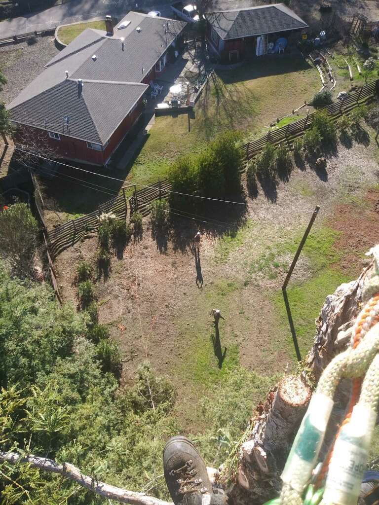 A person is standing on a tree stump in front of a house.