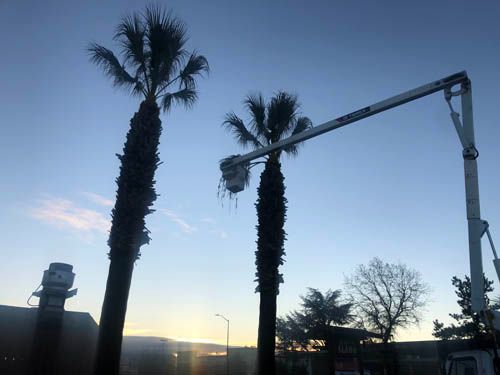 Two palm trees are being cut down by a crane.