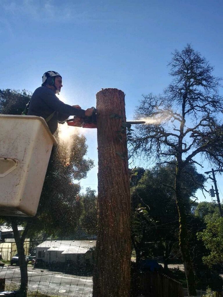 A man in a bucket is cutting a tree with a chainsaw.