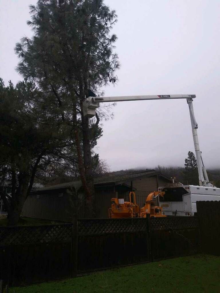 A large tree is being cut down by a crane.