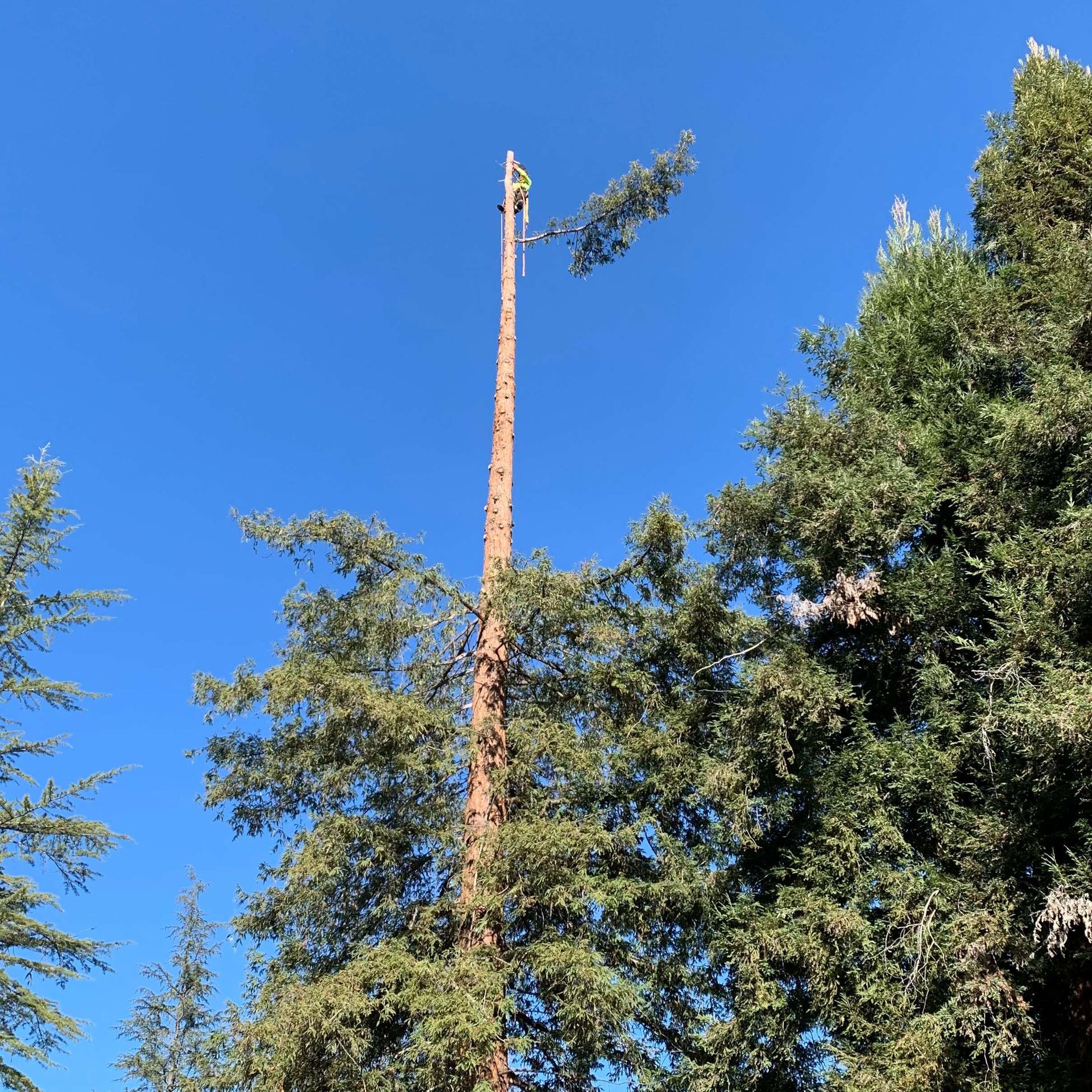A man is climbing a tree with a chainsaw on a sunny day.