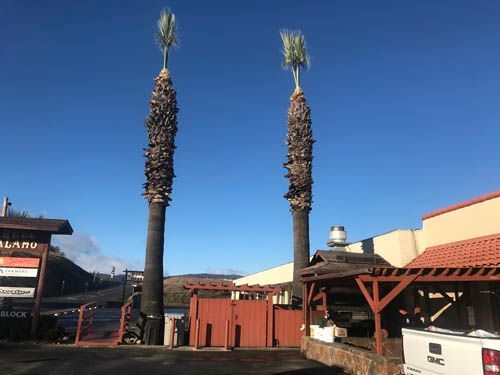 Two palm trees are standing next to each other in front of a building.