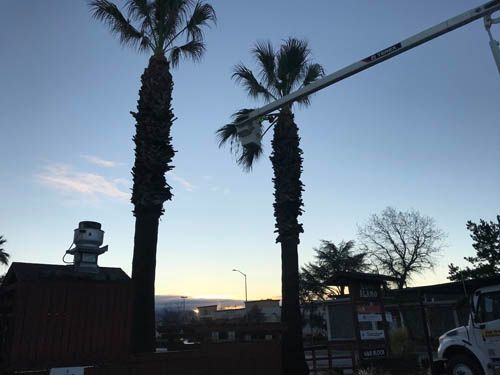 Two palm trees are being cut down by a crane.