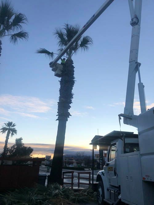 A white truck is cutting a palm tree with a crane.