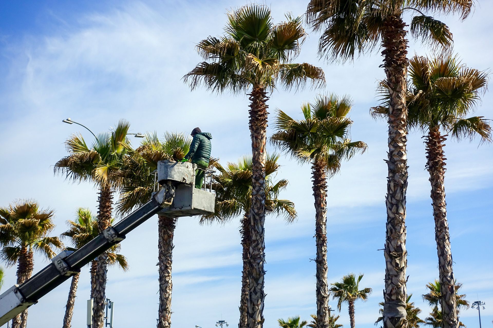 A man is cutting a palm tree with a crane.