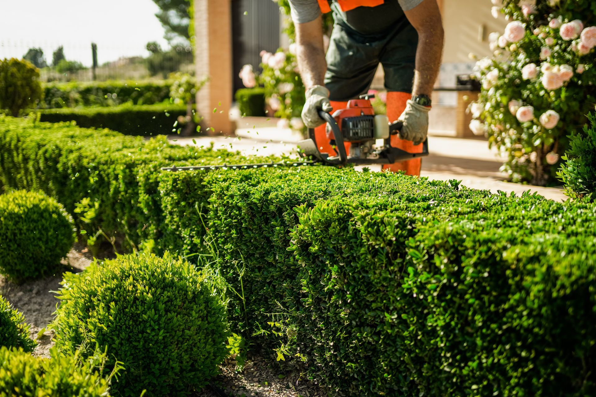 A man is trimming a hedge with a chainsaw in a garden.