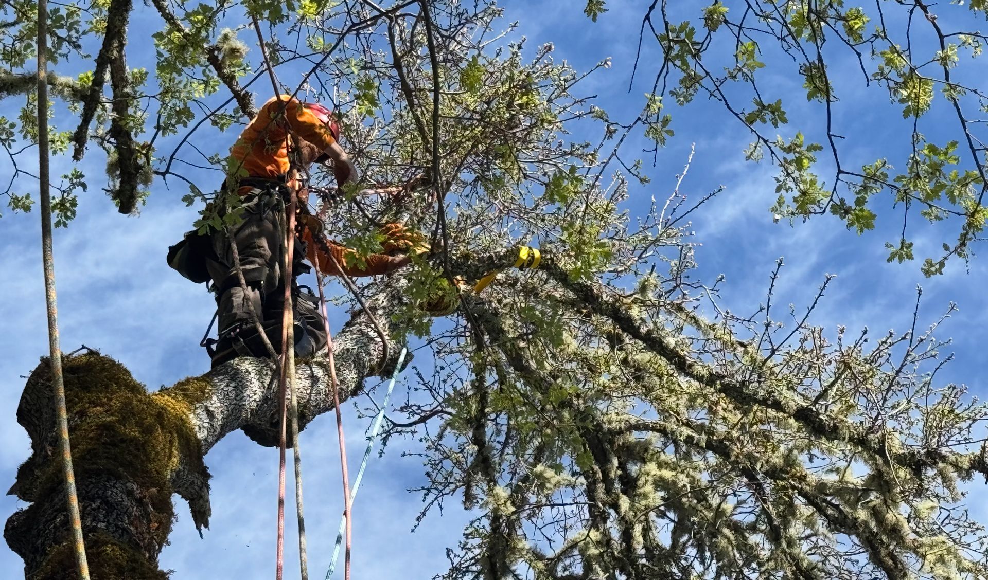 A man is cutting a tree branch with a chainsaw
