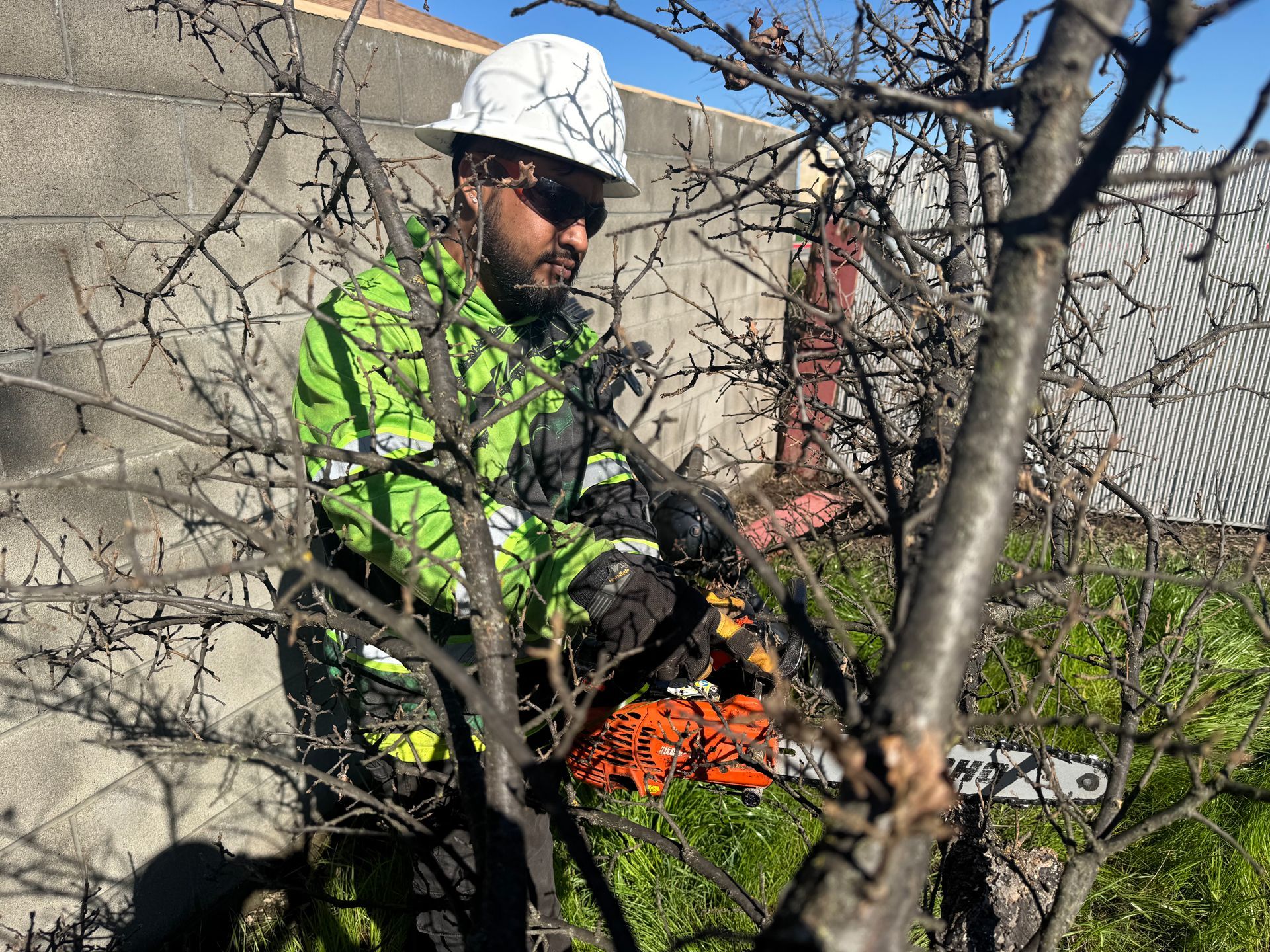 A man is cutting a tree with a chainsaw.