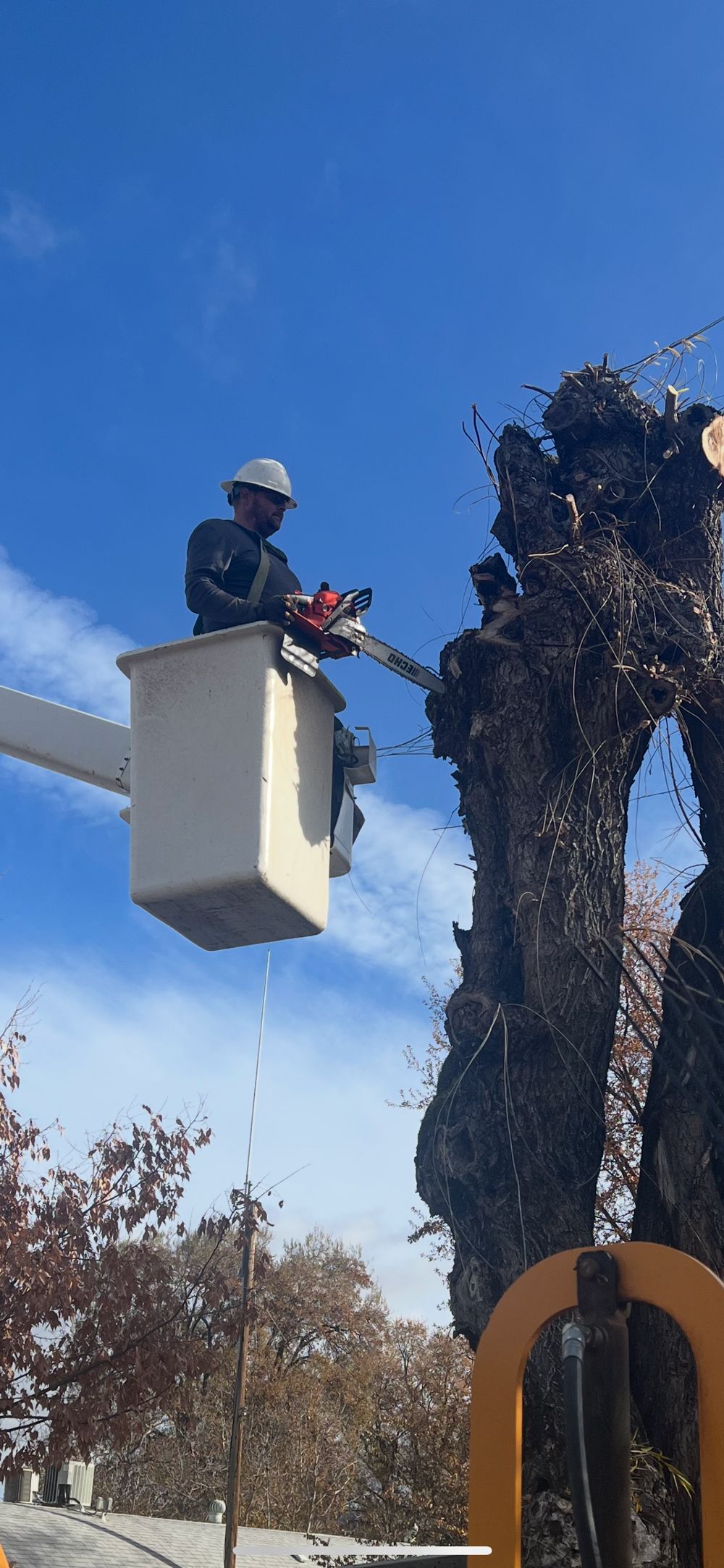 A man in a bucket is cutting a tree with a chainsaw.