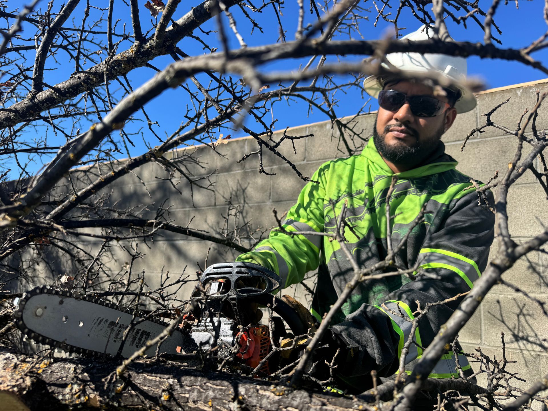 A man is cutting a tree with a chainsaw.