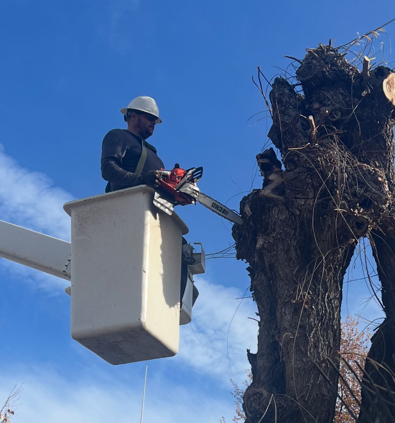 A man in a bucket is cutting a tree with a chainsaw.