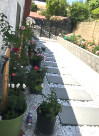 A row of potted plants are lined up on a sidewalk