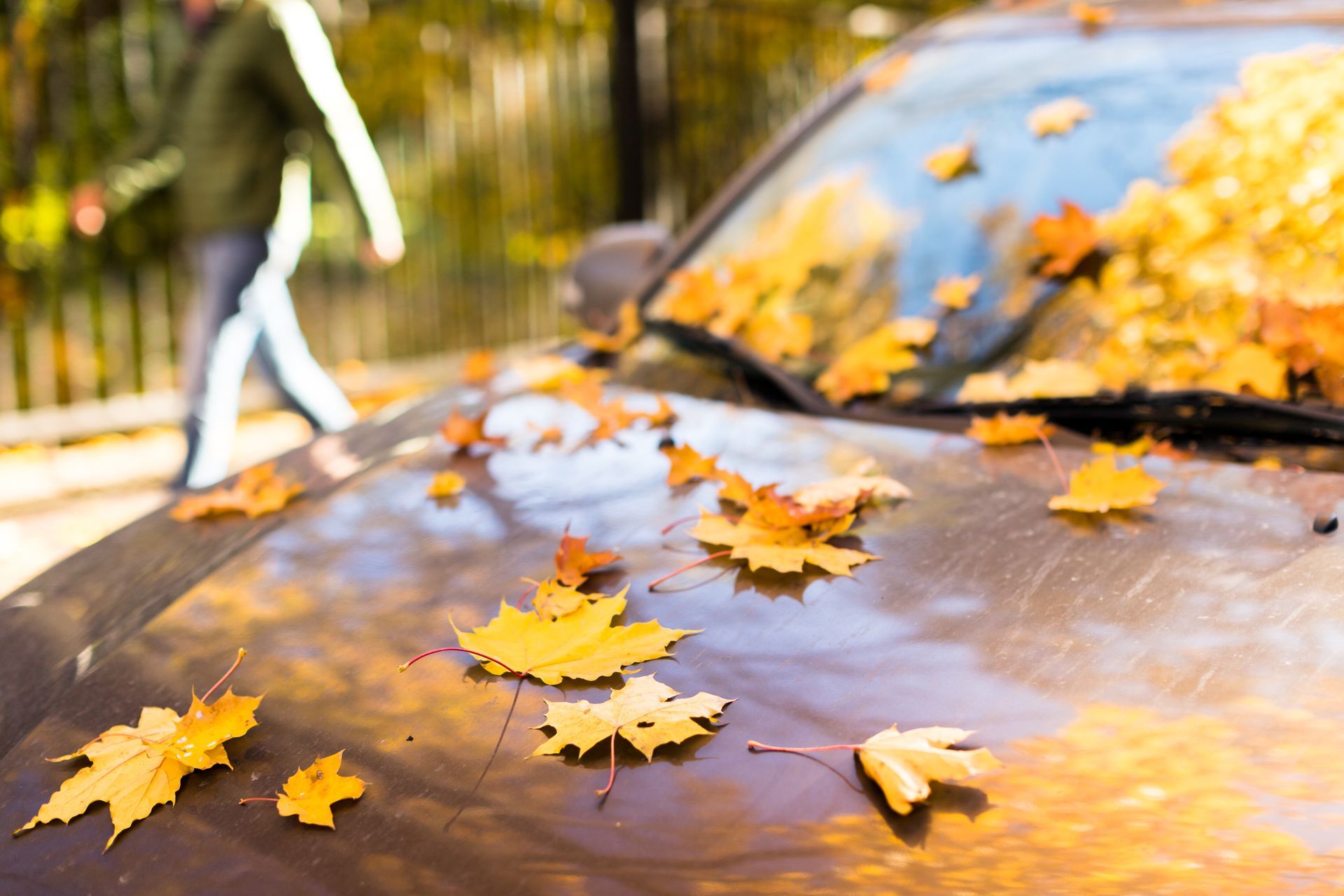 Close-up of yellow autumn leaves scattered on the hood and windshield of a car.