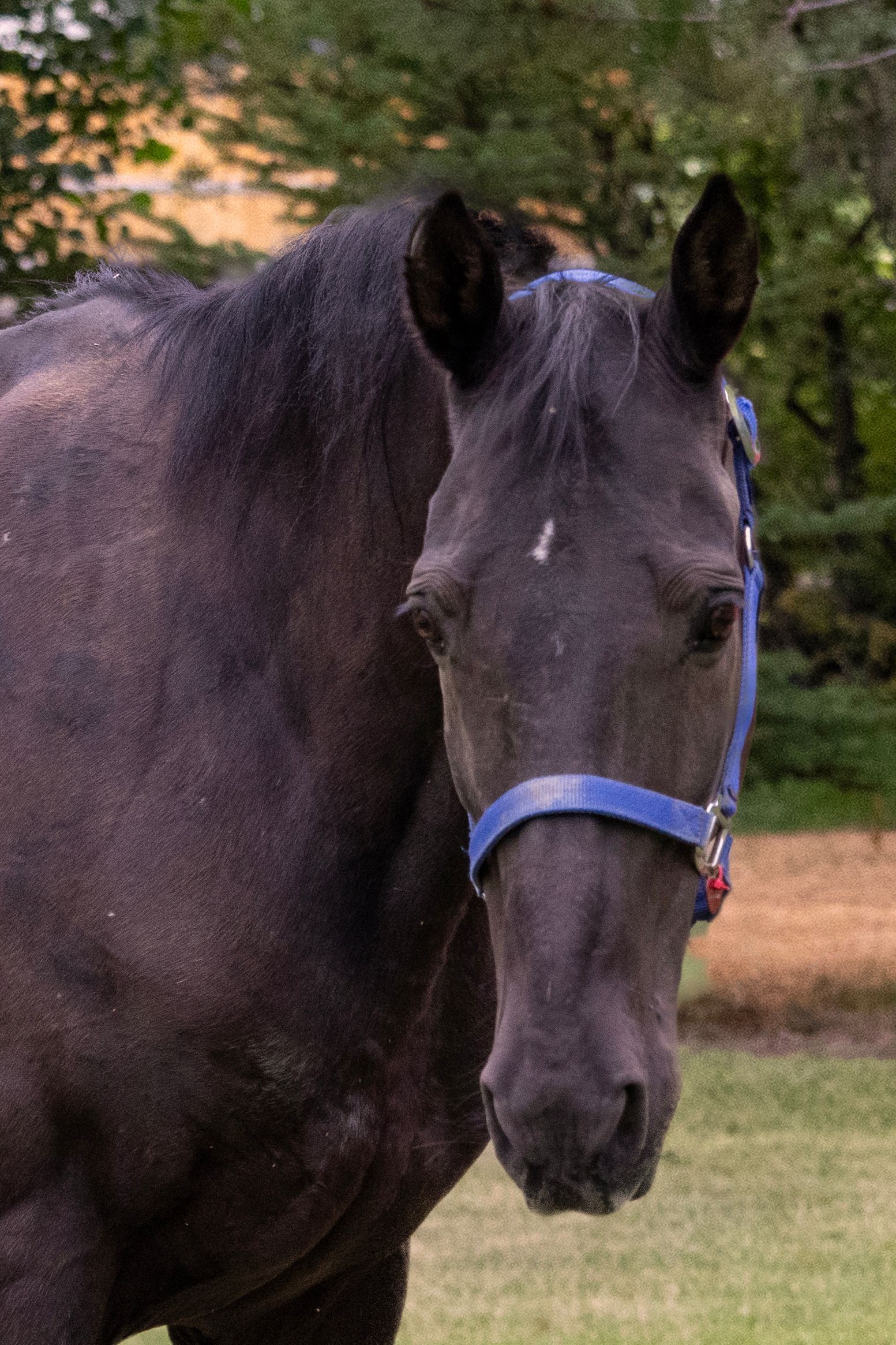 Black horse wearing a blue halter, standing in a grassy field.