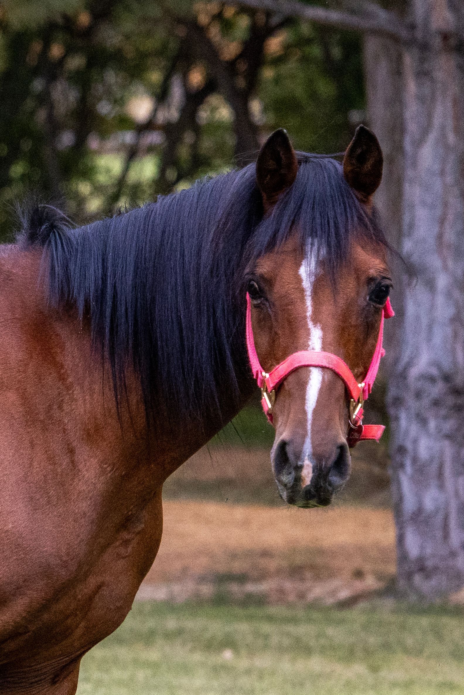 Brown horse wearing a pink halter, looking at the camera in a grassy field.