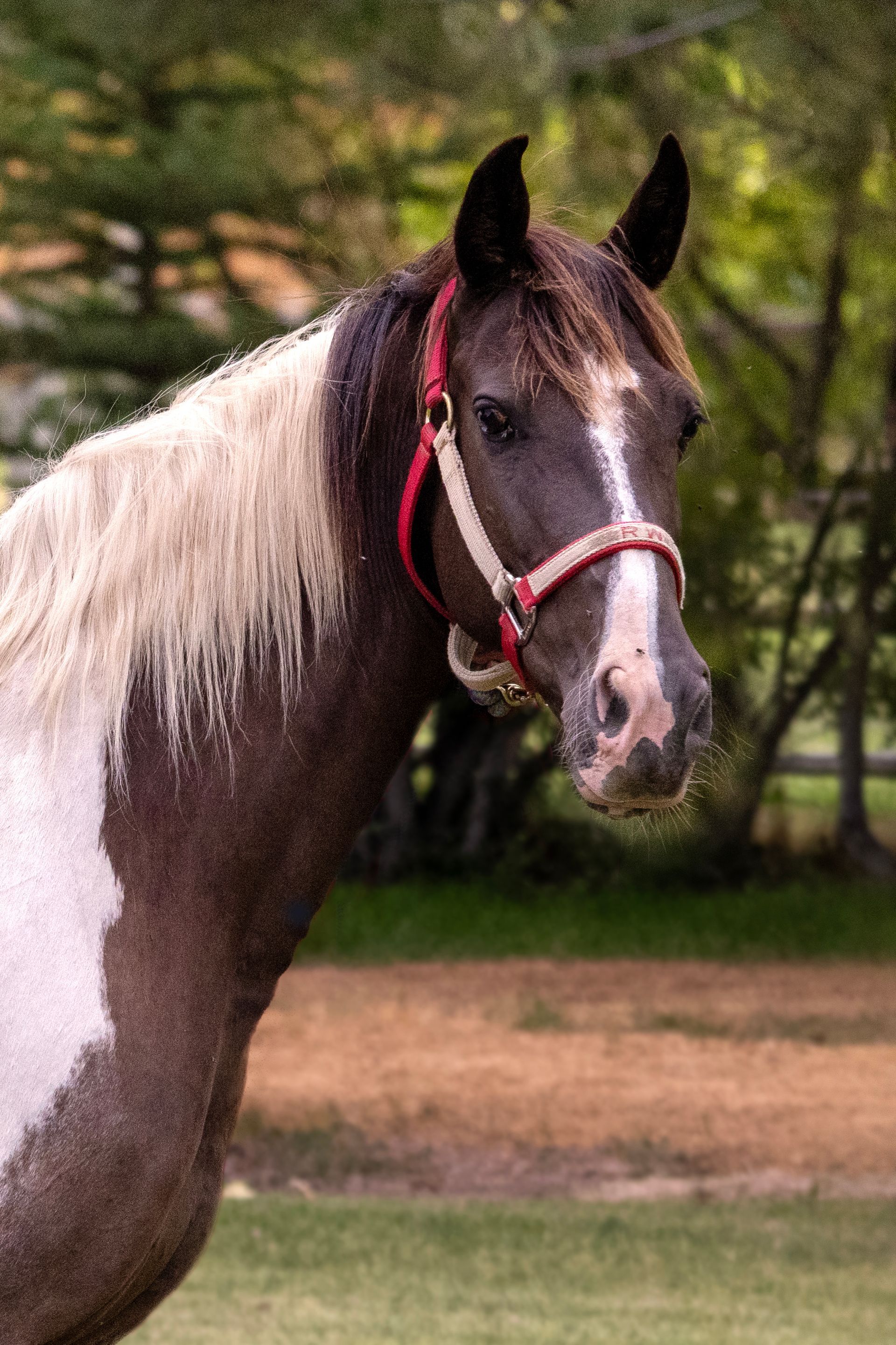 Horse with brown and white coat, wearing a red halter, in a field.